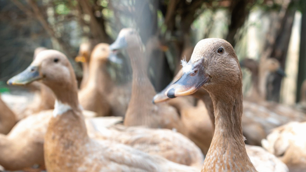 Lei do foie gras: Lula proíbe venda no Brasil